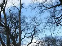 Bild 7163.webp