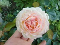 CIMG8073.webp