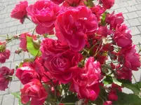 CIMG3540.webp