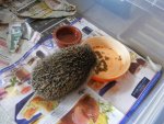 Igel 12.11.2013.jpg