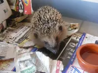 Igel2 12.11.2013.webp