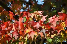 DSC_6252.webp