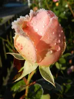 DSCN2218.webp