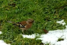 2013_1112Herbst0009 buchfink.webp