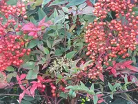 009.webp