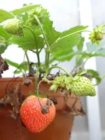 Erdbeere.webp
