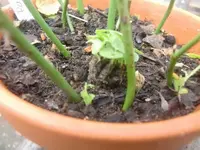 CIMG3696.webp
