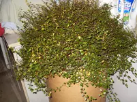 SDC12105.webp