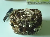 Shiitake.webp