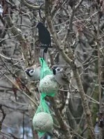 Vogel1.webp