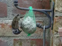 Vogel2.webp