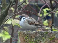 Vogel3.webp