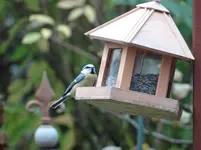 Vogel5.webp