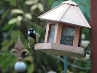 Vogel6.webp
