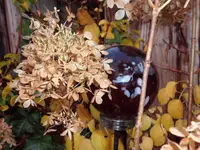 SAM_2467.webp