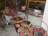 SAM_2466.webp