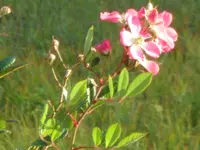 SAM_2461.webp