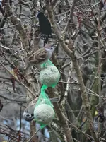 Vogel4.webp