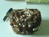 k-Shiitake.webp