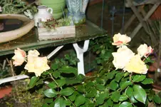DSC00562.webp