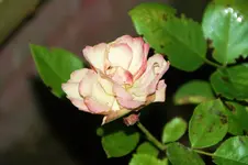DSC00563.webp