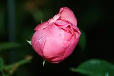 DSC00564.webp