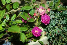 DSC00568.webp