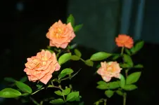 DSC00569.webp