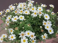 allgemein 054.webp
