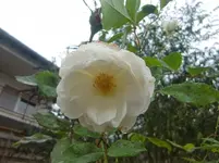CIMG3560.webp