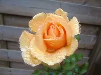 CIMG3569.webp