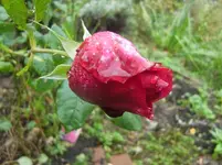 CIMG3573.webp