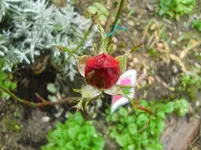 CIMG3577.webp
