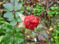 CIMG3588.webp