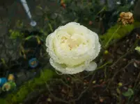 CIMG3652.webp