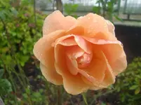 CIMG3655.webp