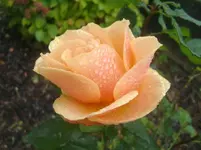 CIMG3656.webp