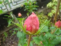 CIMG3657.webp