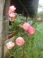 CIMG3668.webp