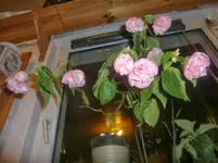 CIMG3703.webp