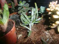 CIMG3735.webp