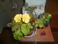 CIMG3704.webp