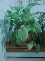 CIMG3742.webp