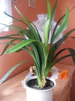 Clivia1.webp