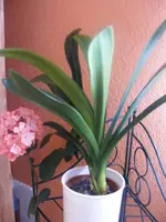 Clivia2.webp