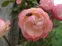 CIMG3669.webp