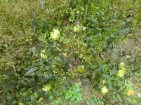 CIMG3638.webp