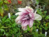 CIMG3566.webp