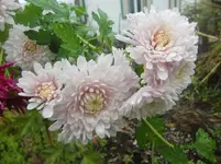CIMG3624.webp