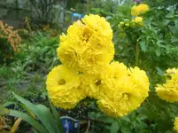 CIMG3626.webp